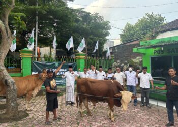 PKB Trenggalek Sembelih 5 Hewan Kurban, Daging Kurban untuk ke Warga dan Kader