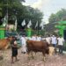 PKB Trenggalek Sembelih 5 Hewan Kurban, Daging Kurban untuk ke Warga dan Kader